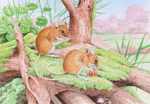 Wildlife Greeting Card - Field Mouse by David Thelwell