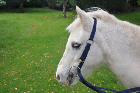 Fitall Headcollar/Bridle