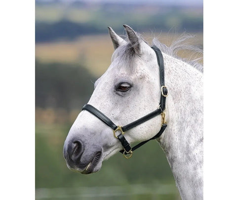 Velociti Gara Ragley Lined Leather Headcollar