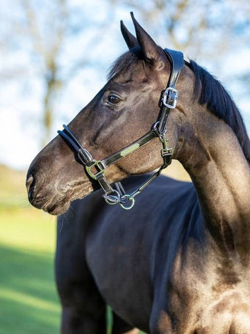 Rope Control Headcollar