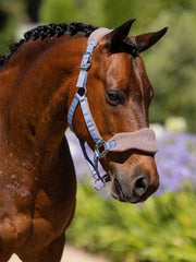 Vogue Headcollar & Rope