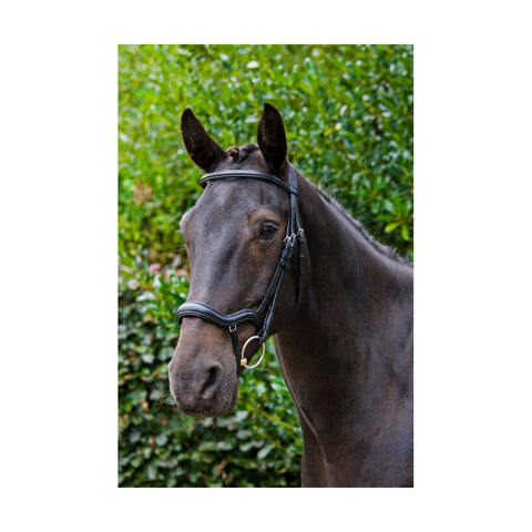 EcoRider Ecosoft Finesse Bridle