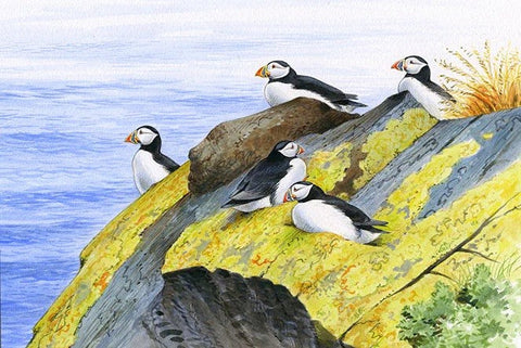 Wildlife Greeting Card - Puffins by David Thelwell