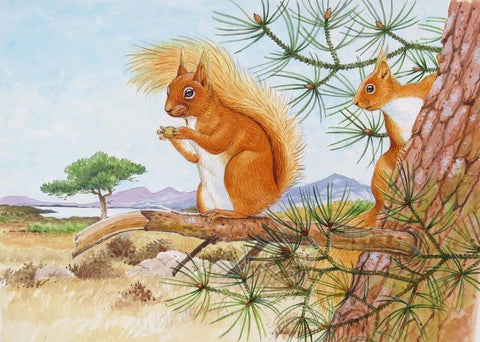 Wildlife Greeting Card - Red Squirrel by David Thelwell