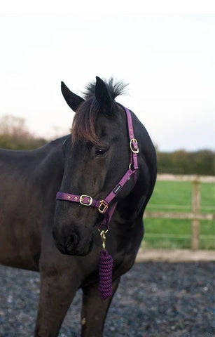 Cameo Supreme Headcollar & Leadrope