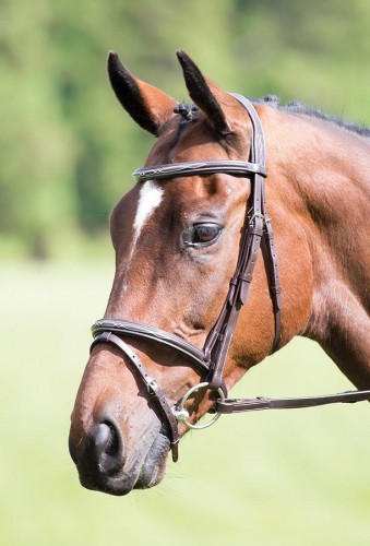 Avignon Padded Raised Flash Bridle image #