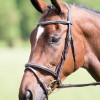 Avignon Padded Raised Flash Bridle image #