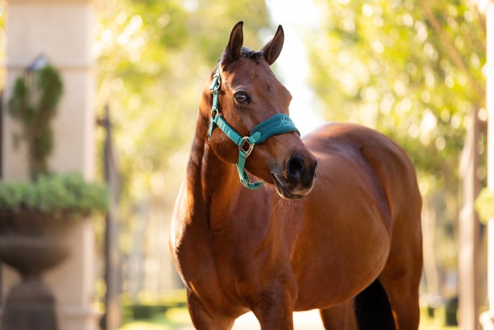 LeMieux Mini Vogue Headcollar image #