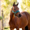 LeMieux Mini Vogue Headcollar image #