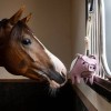 LeMieux Horse Toy - Flying Pig image #