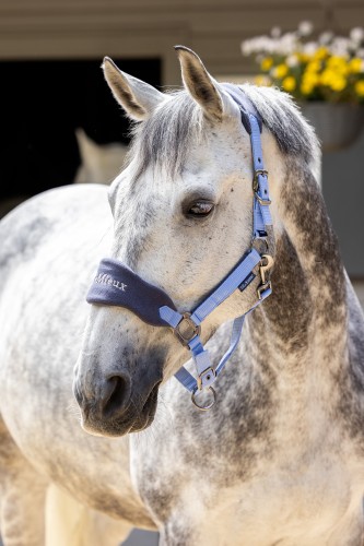 LeMieux x This Esme Vogue Headcollar image #