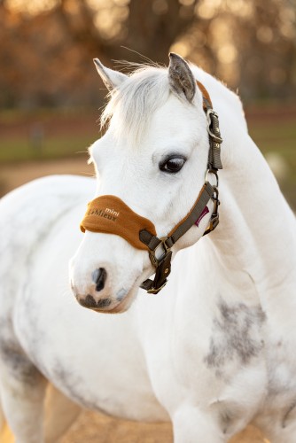 LeMieux Mini Vogue Headcollar image #