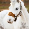 LeMieux Mini Vogue Headcollar image #