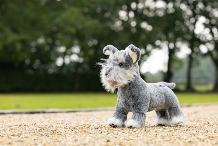 Cooper (Schnauzer)