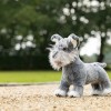 Cooper (Schnauzer)