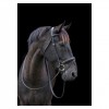 Cameo Equine Classic Bridle with Reins image #