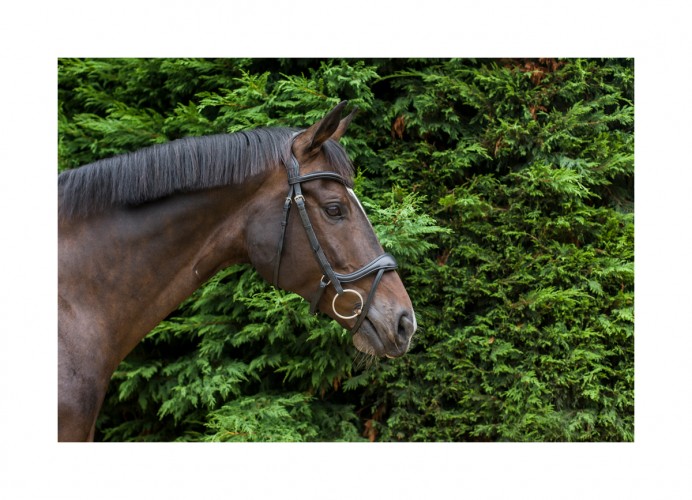 EcoRider Ecosoft Enigma Bridle image #