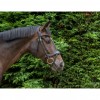 EcoRider Ecosoft Enigma Bridle image #