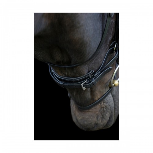 EcoRider Ecosoft Enigma Bridle image #