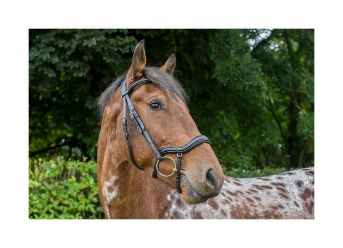 EcoRider Ecosoft Finesse Bridle image #