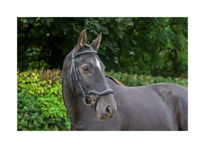 EcoRider Ecosoft Finesse Bridle image #