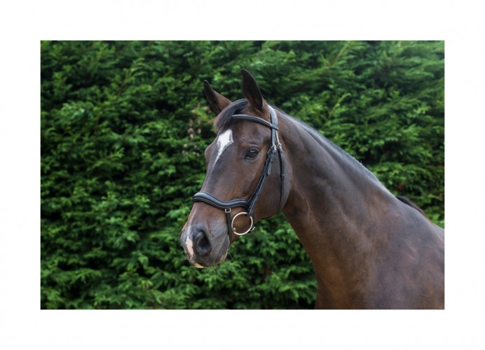 EcoRider Ecosoft Finesse Bridle image #