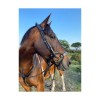 Eco Rider Freedom Jump Bridle image #