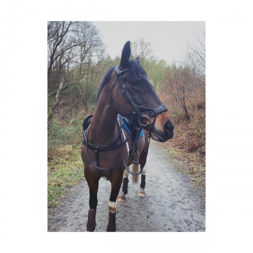 Eco Rider Freedom Jump Bridle image #