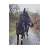 Eco Rider Freedom Jump Bridle image #