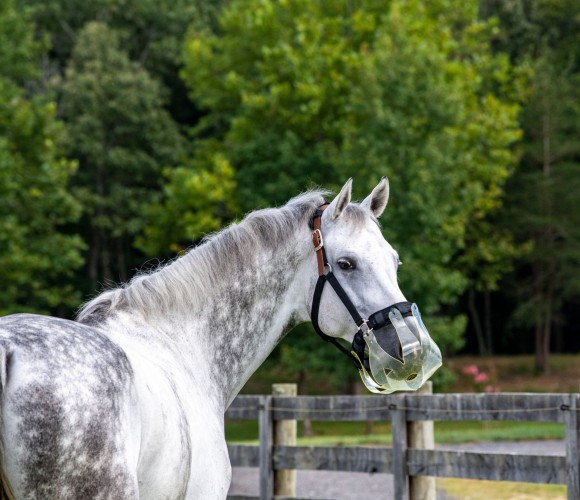 ThinLine Grazing Muzzle image #