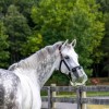 ThinLine Grazing Muzzle image #