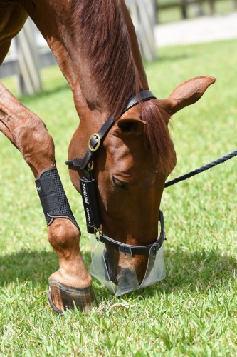 ThinLine Grazing Muzzle image #