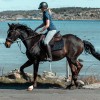 Mountain Horse Veganza Tall Riding Boots - Brown image #